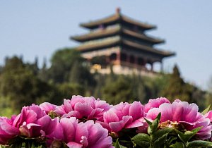 Фестиваль пионов в Лояне