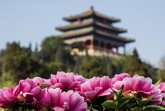 Фестиваль пионов в Лояне