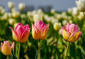 Яркие краски Полесья