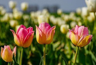 Яркие краски Полесья