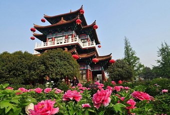 Фестиваль пионов в Лояне