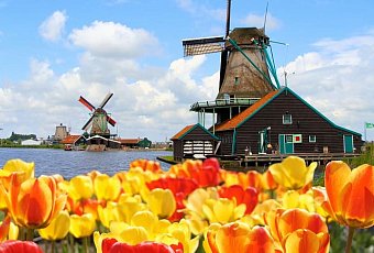 Цветочный Бенилюкс!