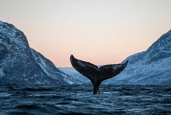 Новый год 2026 в Мурманске! Киты и северное сияние
