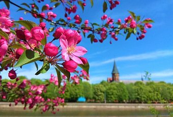 Авиатур в Калининград! 