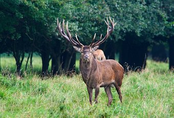 Беларусь: путешествие сквозь века и города. Брест-Минск (5 дней)