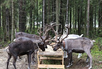 Тур в Карелию на выходные!