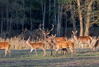 Полесский Калейдоскоп: История, Сыр Bonfesto и Сафари
