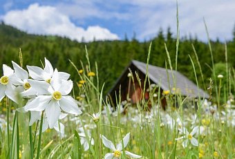 Солнечный нарцисс