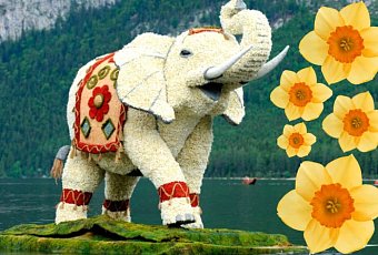 Солнечный нарцисс