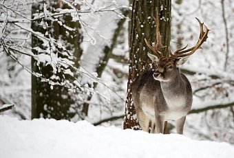 В гости к Деду Морозу! Поездка в Беловежскую пущу на поезде!