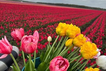 Белорусская Голландия: цветение тюльпанов и Пинск