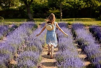 Цветение лаванды и Березинский заповедник 