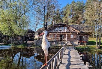 Путешествие на болото Мох и остров влюбленных деревьев