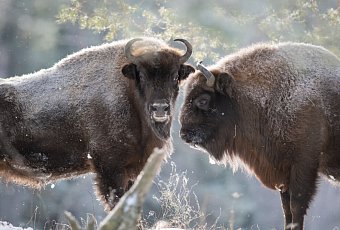 В гости к Деду Морозу! Поездка в Беловежскую пущу на поезде!
