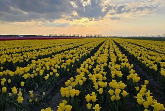 Тюльпановые поля в Беларуси 2026: где находятся, как добраться и сколько стоит вход