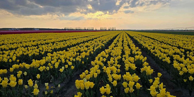 Тюльпановые поля в Беларуси 2026: где находятся, как добраться и сколько стоит вход