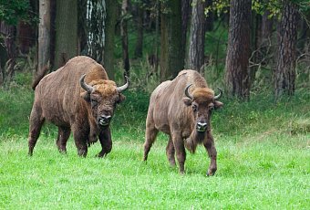 Минские каникулы и Беловежская сказка 8 дней