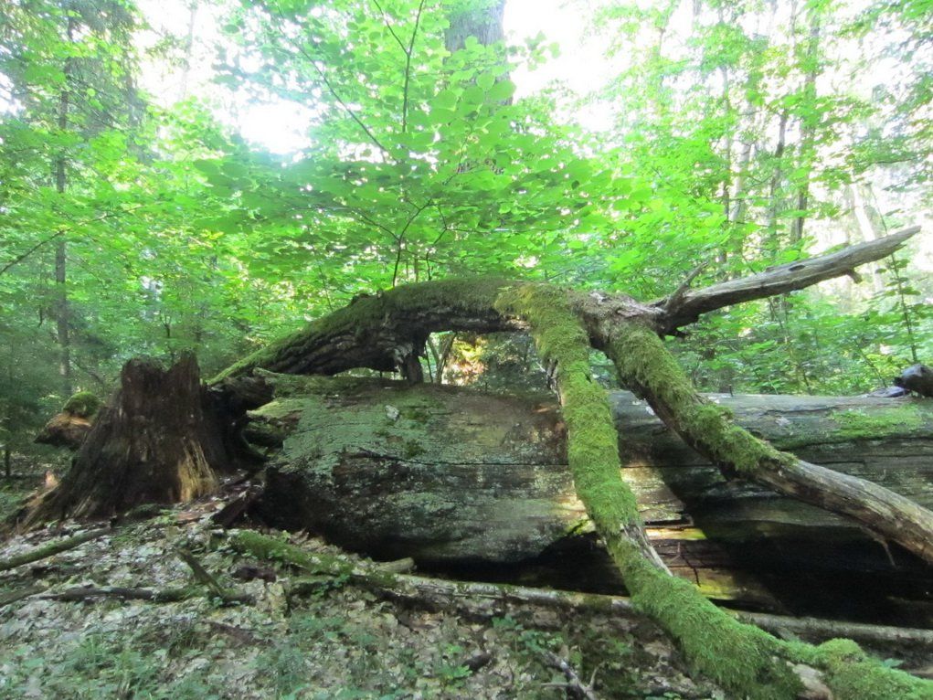 IMG_3127-21.jpg IMG_3127-21.jpg