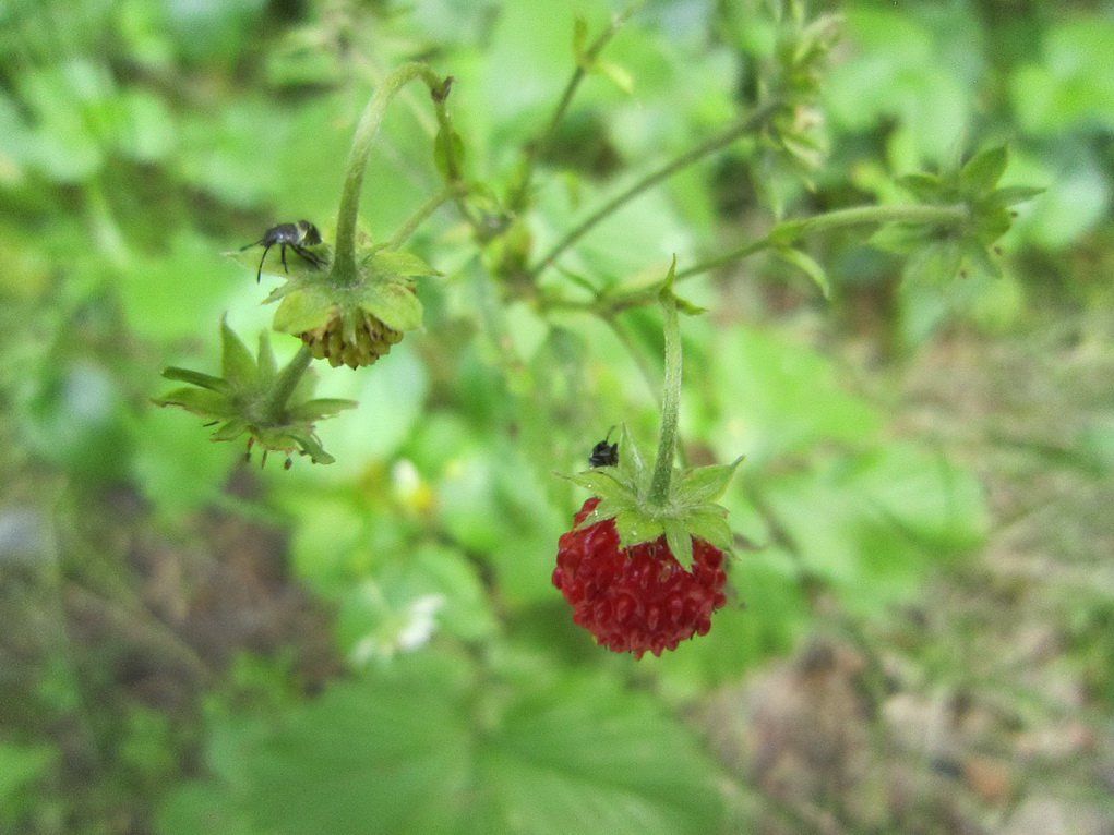 IMG_3118-21.jpg IMG_3118-21.jpg